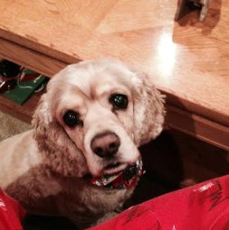 I can't take credit for this sweet pooch. Spencer, a cocker spaniel, belongs to my in-laws. Here, he's begging for potato chips.