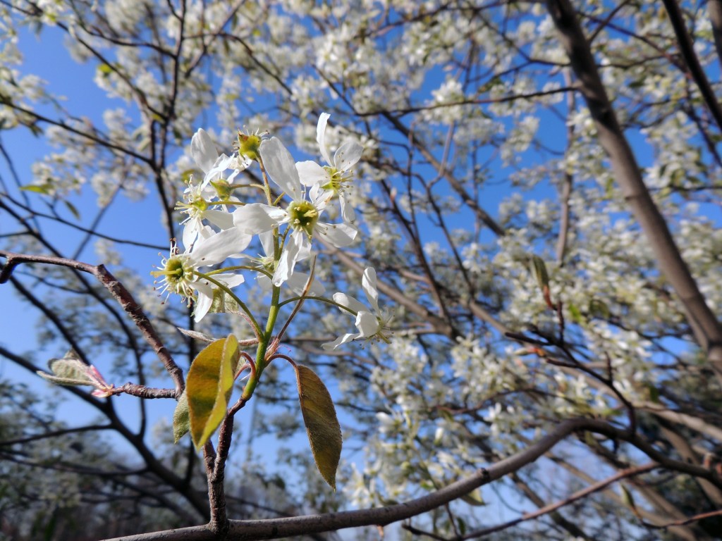 The trees in front of Coliseum Campus are in full bloom. It makes walking into the building a little cheerier, wouldn't you say?
